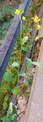 Brassiceae