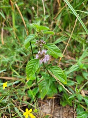 Mentha arvensis