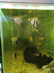 Pterophyllum scalare