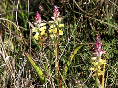 Lachenalia pallida