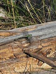 Ophiogomphus severus