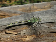 Ophiogomphus severus