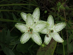 Parnassia grandifolia