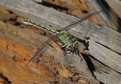 Ophiogomphus severus