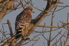 Buteo lineatus elegans