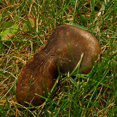 Boletinellus