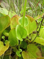 Parnassia grandifolia