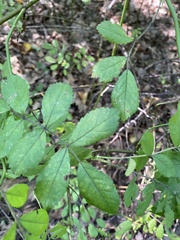 Rosa multiflora
