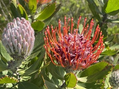 Leucospermum glabrum