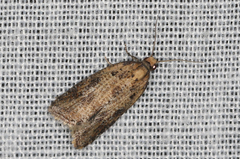 Constrictana constrictana