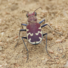 Cicindela formosa