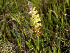 Lachenalia pallida