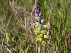 Lachenalia pallida