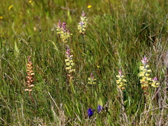 Lachenalia pallida