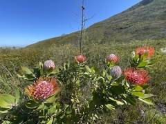 Leucospermum glabrum