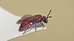 Sphecodes heraclei ignitus