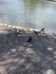 Columba livia domestica