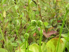 Parnassia grandifolia