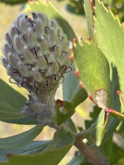 Leucospermum glabrum