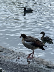 Alopochen aegyptiaca