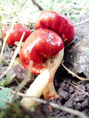 Leratiomyces erythrocephalus