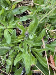 Pilosella aurantiaca
