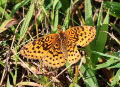 Boloria bellona