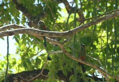 Eumomota superciliosa