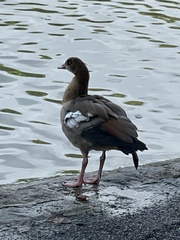 Alopochen aegyptiaca