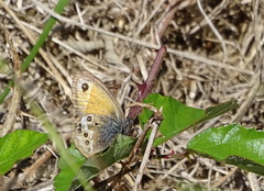 Coenonympha dorus