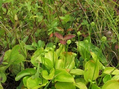 Parnassia grandifolia