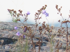 Campanula