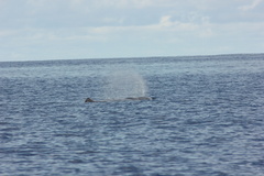 Physeter macrocephalus