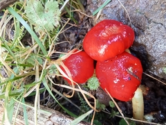 Leratiomyces erythrocephalus