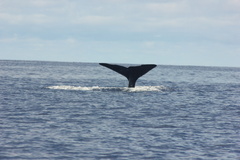 Physeter macrocephalus