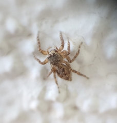 Euophryini