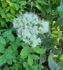 Spiraea betulifolia