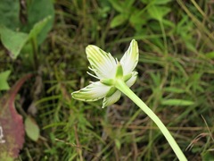 Parnassia grandifolia