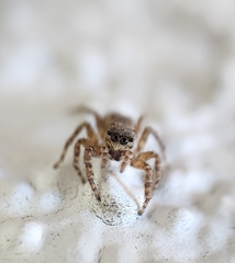 Euophryini