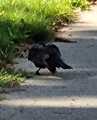 Corvus cornix × corone