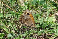 Pyronia tithonus