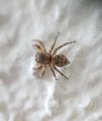 Euophryini