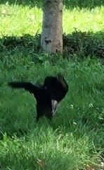 Corvus cornix × corone