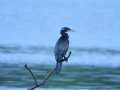 Nannopterum brasilianum