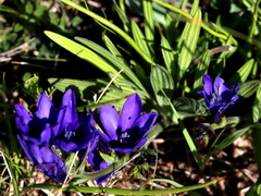 Babiana angustifolia