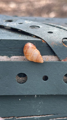 Bulimulus guadalupensis