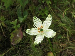 Parnassia grandifolia