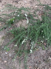Symphyotrichum falcatum