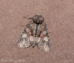 Fishia illocata