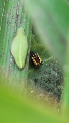 Harmonia axyridis